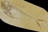 Fossil Fish (Diplomystus) - Wyoming #183176-1